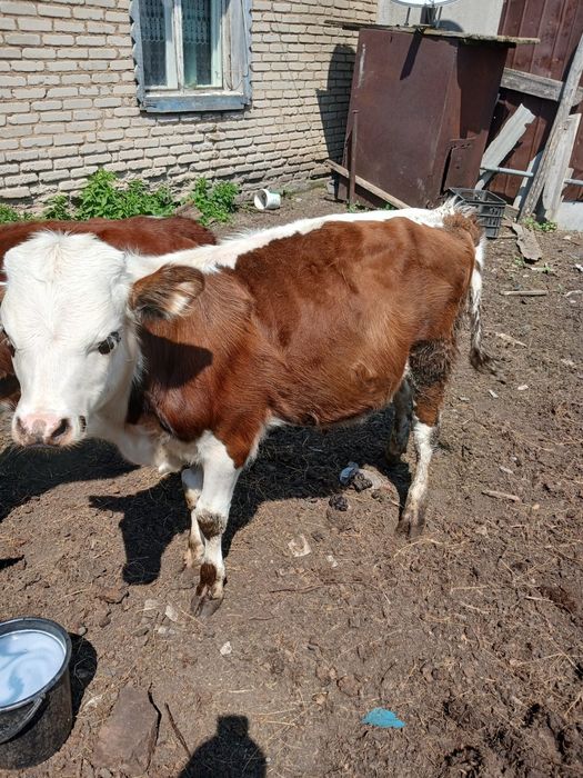 Продам бычка и тёлочка