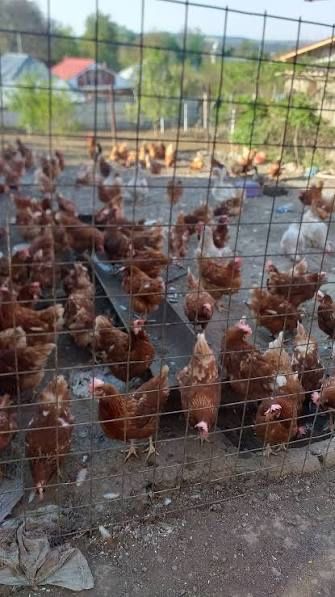 Vand pui albi de carne pui rasă mixtă colorat si găini rosi de ouă