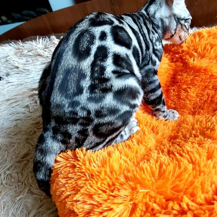 Котята БЕНГАЛЬСКИЕ. Серебро. Готовые