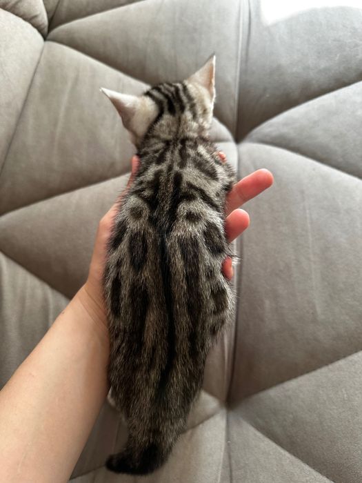 Продается котенок бенгал