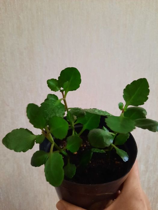 Продам Каланхоэ цвет жёлтый