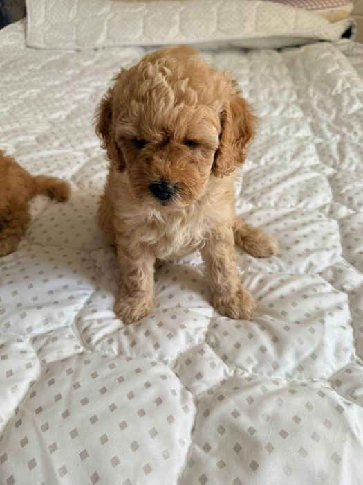 Продаются милые пуделя.