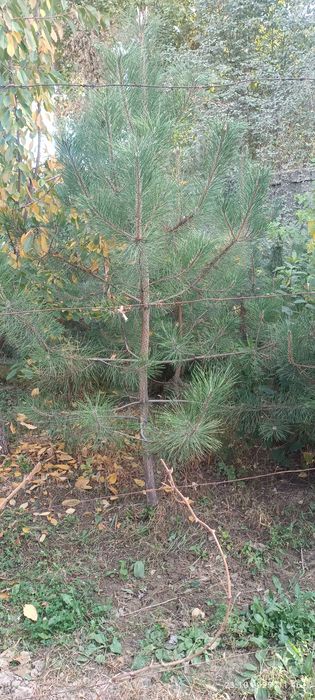 Крис сасналар бор