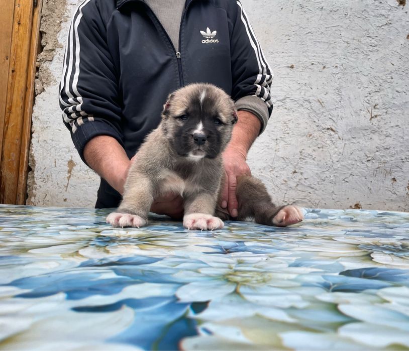 Щенок Турецкого кангала ( чистокровный )