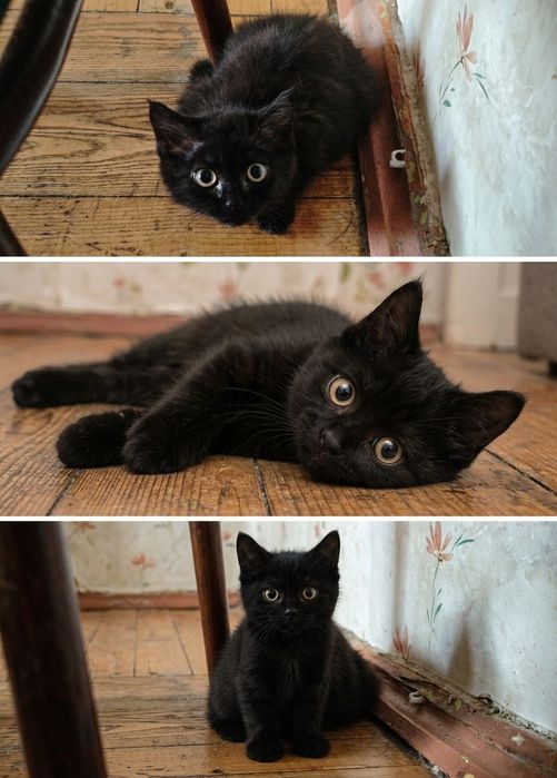 Котята бесплатно