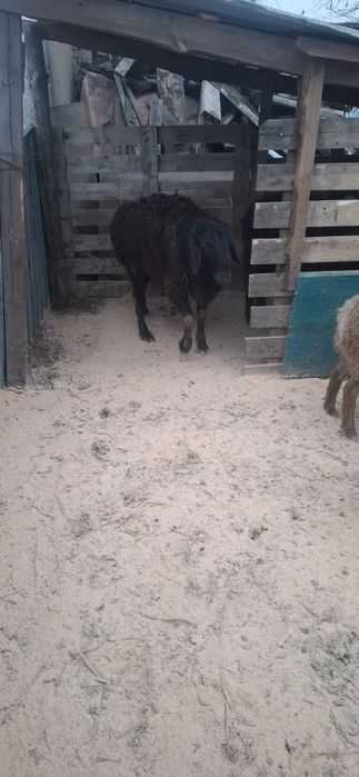 Гиссар чистокровный,баран