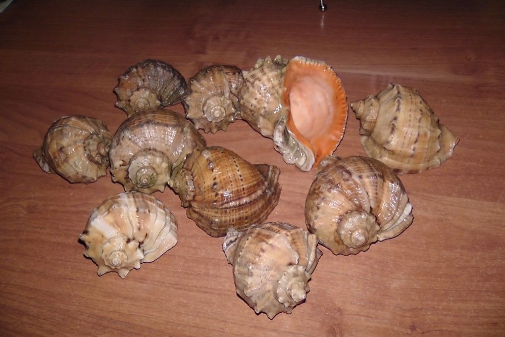 Продам морские ракушки