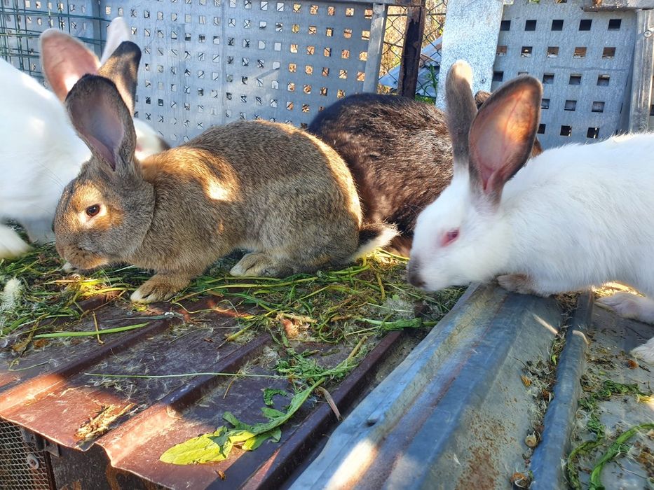 Vand iepuri de  rasă