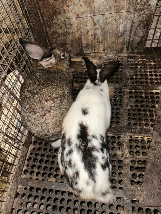 Кролики полувеликаны