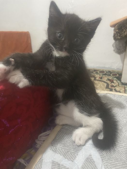 Котенок девочка отдам в хорошие руки.