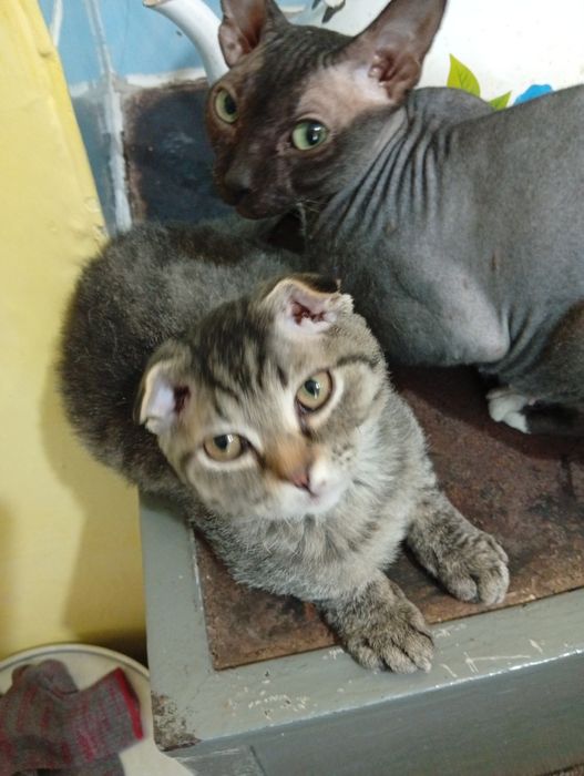 Отдам котят шотландцы