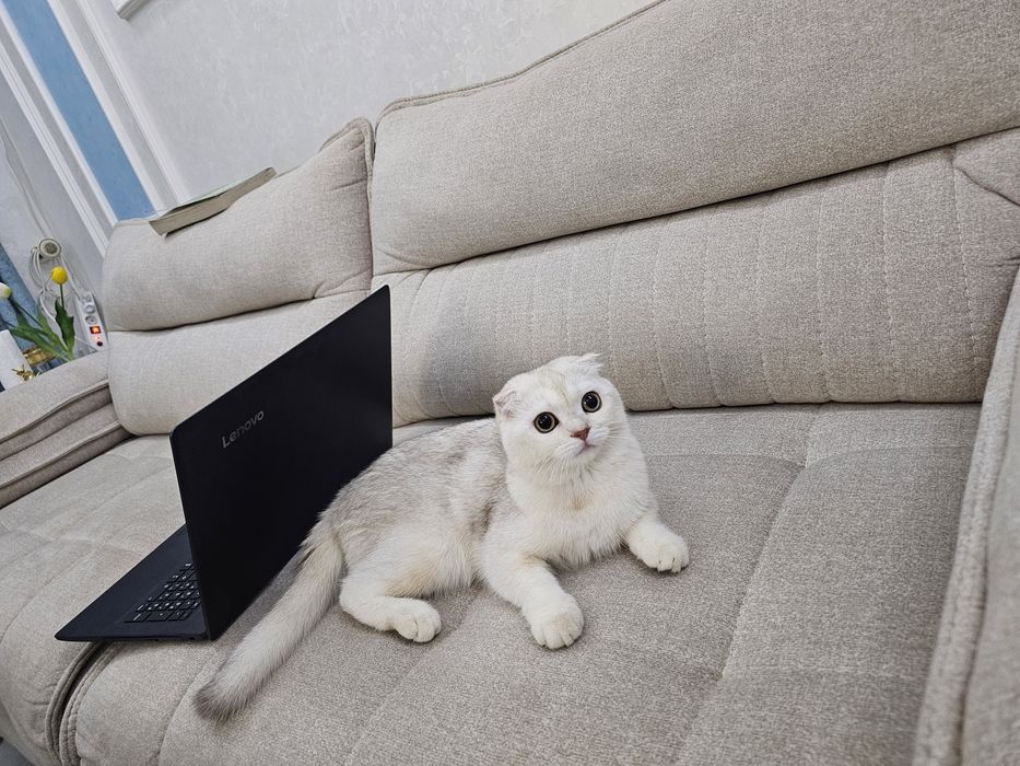 Продоётся милая кошка