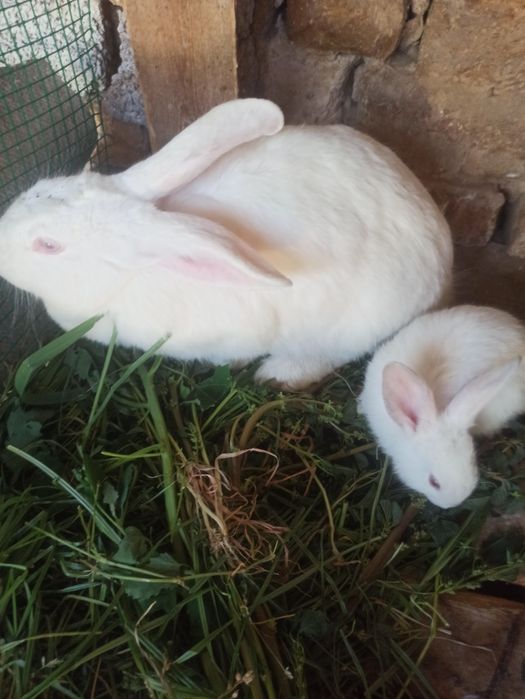 Quyon,HIKOL bollari sotiladi