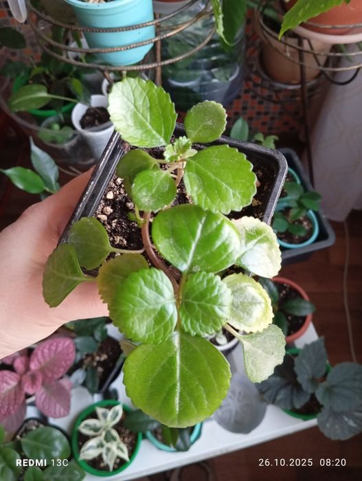 Продам комнатные растения