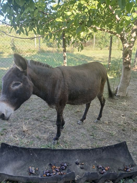 De vînzare 2magărițe si 1 magar