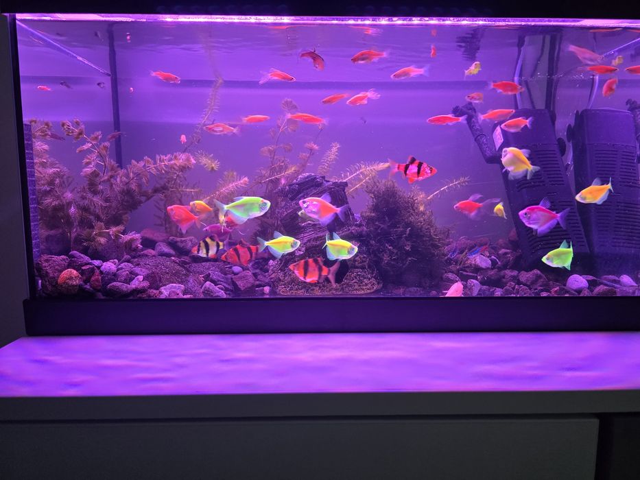 Acvariu 60L + accesorii+pesti