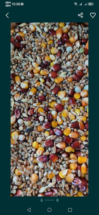 Concentrate și furaje