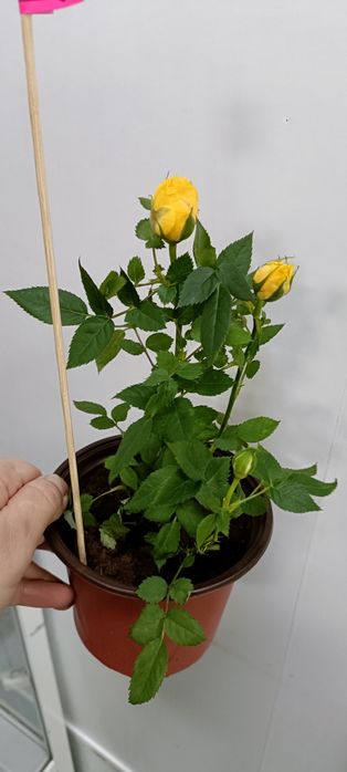 Розы в горшочке:2500 тенге