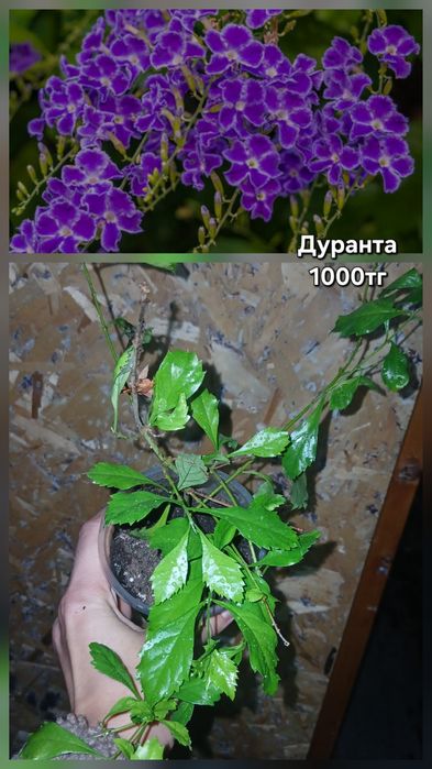 Продам разные растения