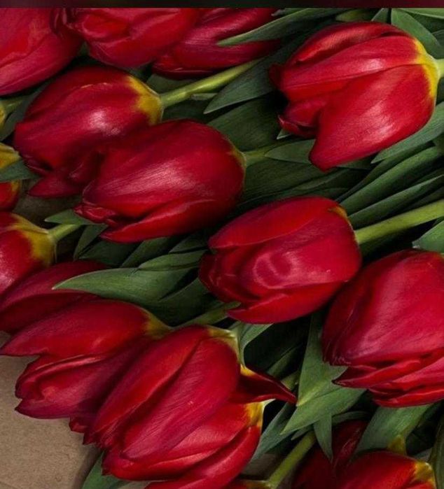 Продам голландские тюльпаны