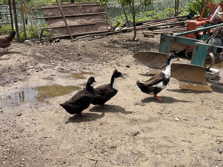 Vând familie de rațe