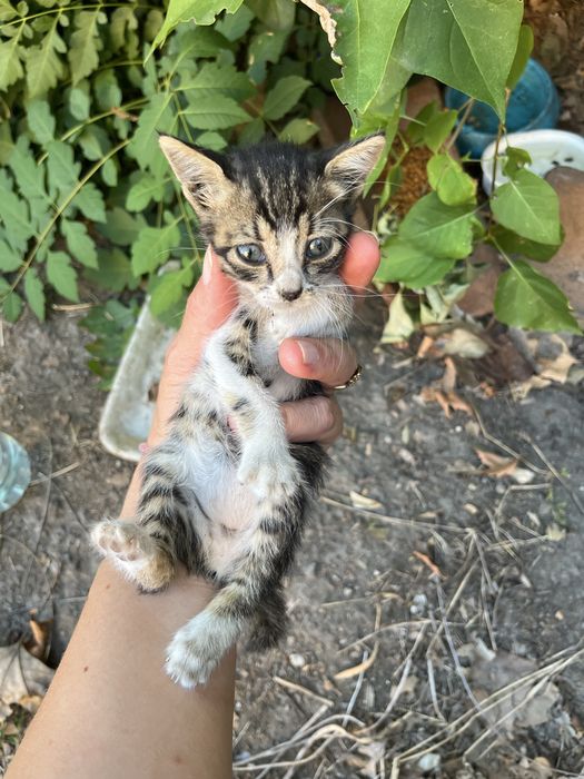 Котенце търси спасител и приятел