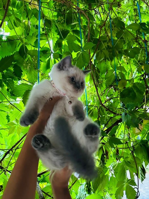 Продаю котёнка девочку