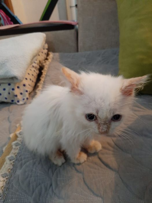 Котёнок мальчик ищет добрых хозяев