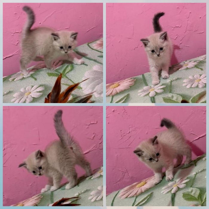 Котята британский породы 1,5 мес