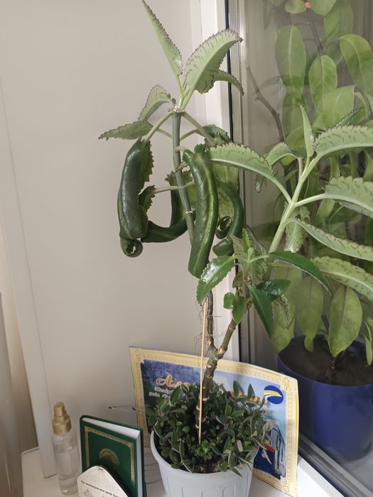 Продам цветы по 500 тг