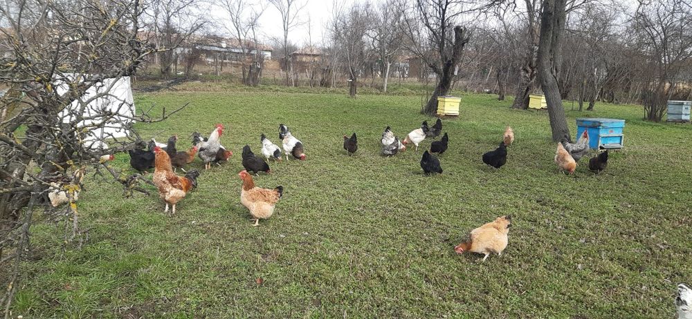 Продавам Петли ( област Търговище)