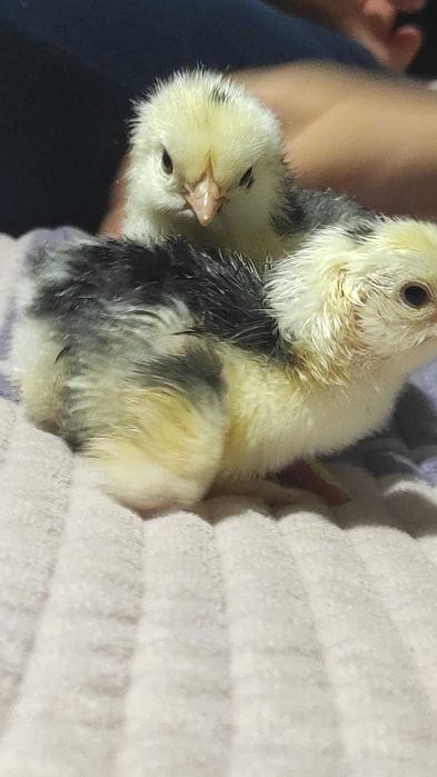 Disponibile oua cochinchina uriaș bobat