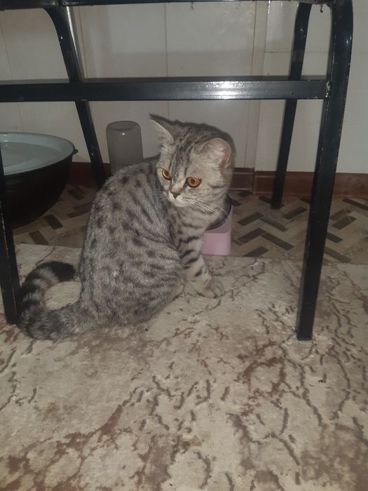 Кошка, мушук хадияга