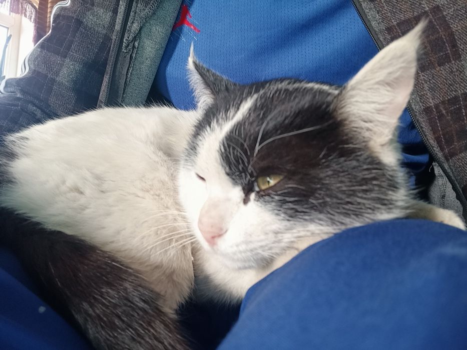 Mushuk sotiladi. 50000