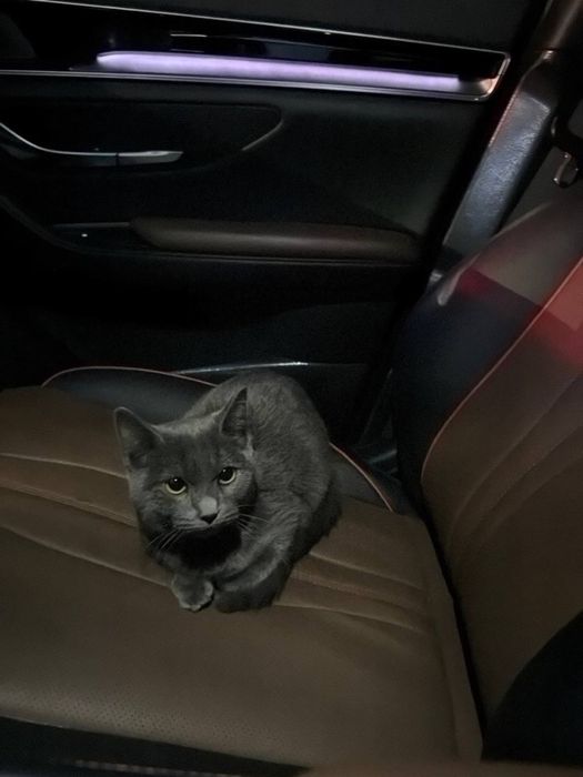 Продается кот. Скоттиш страйт. Мальчик 5 месяцев.