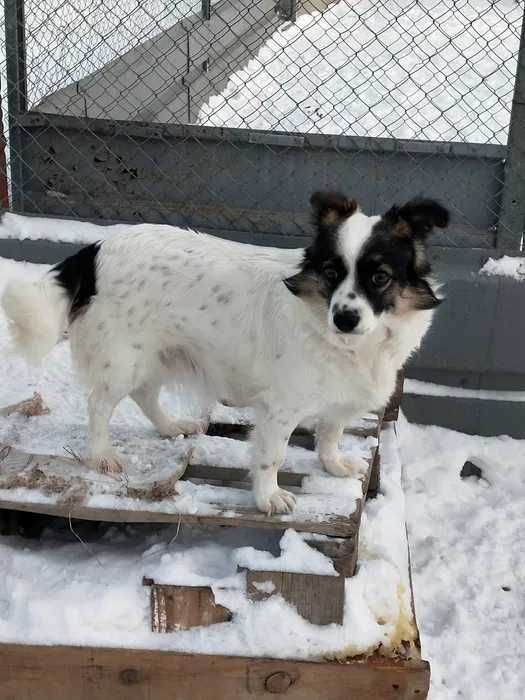 собачку-девочку отдадим в добрые руки
