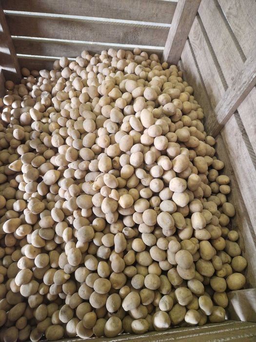 Cartofi de samanta Soraya, Marabel, Belarosa, Red Lady, Colomba, Jely