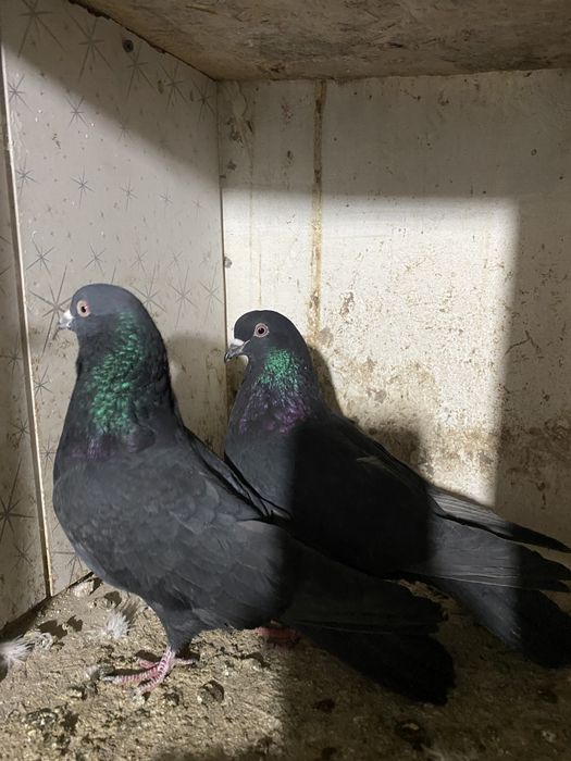 Продам голубей !