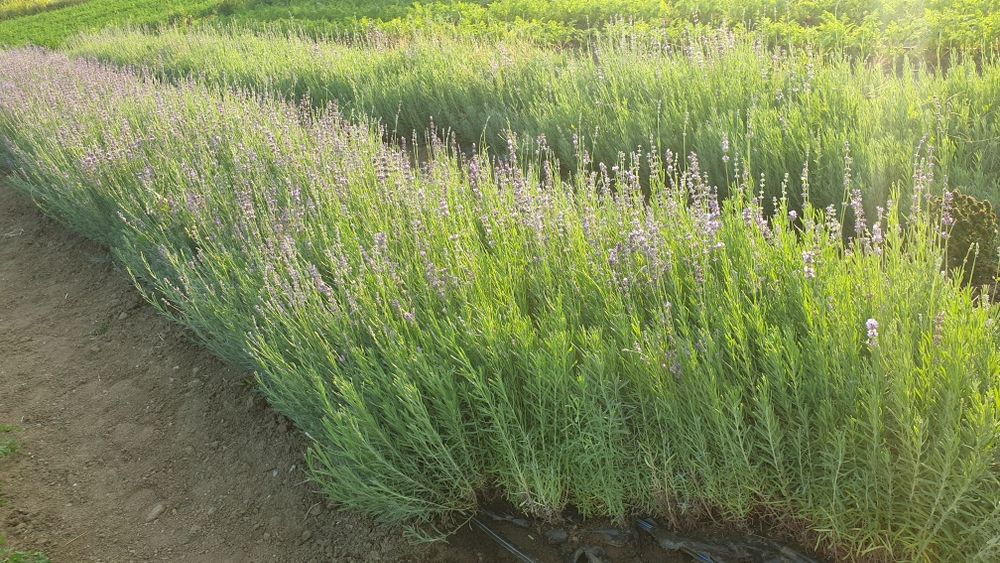 Butasi lavanda in București - frumoși