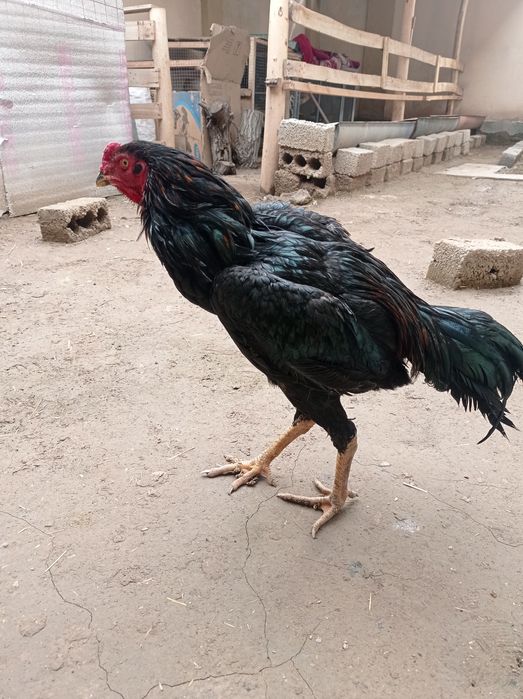 Dakan xoroz sotiladi