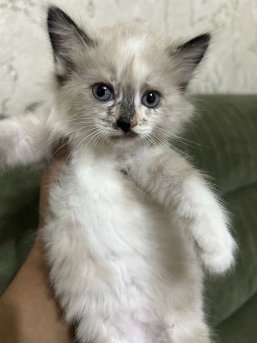 Продаются милые котята