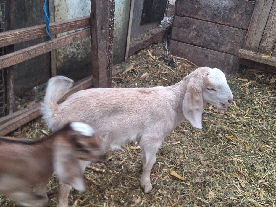 Vind capra nubien 6 saptamin  mascul