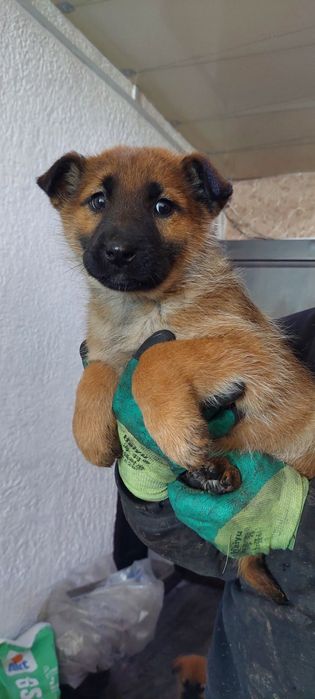 Щенята 5000 тг  продам