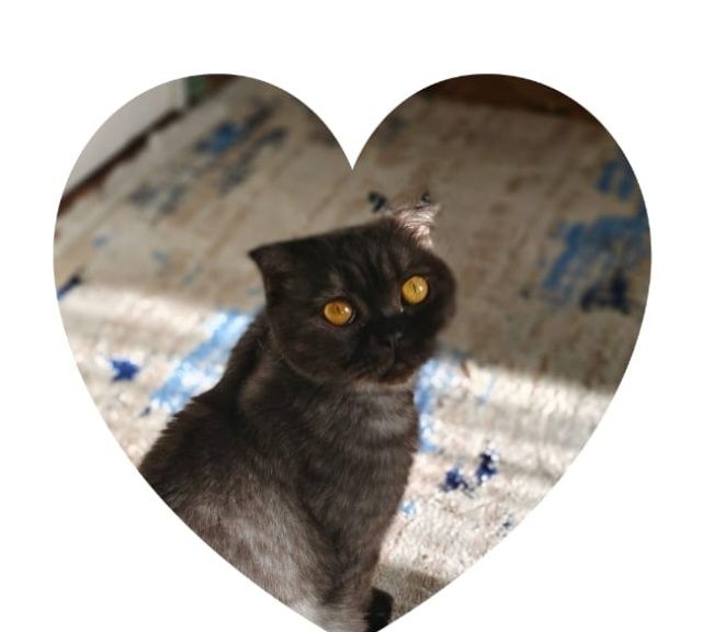 Отдам шотландскую вимлоухую