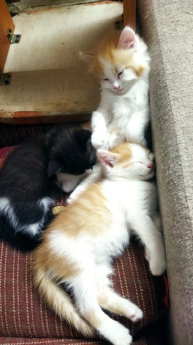 Котята игривые...