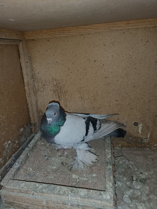 Продаю самца уды