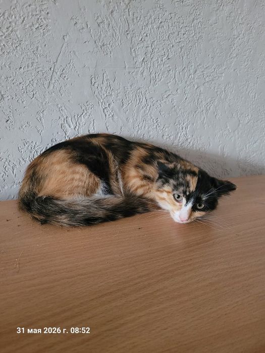 Отдам в добрые руки