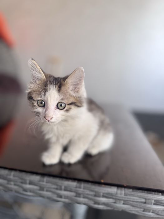 Котенок 2 месяца