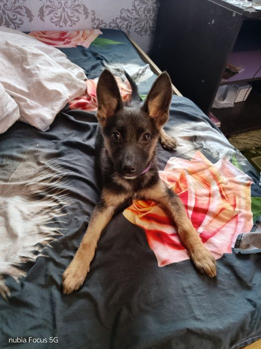 Отдам собачку в добрые руки