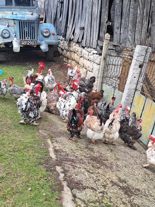 Продавам яйца от кокошки голошийки